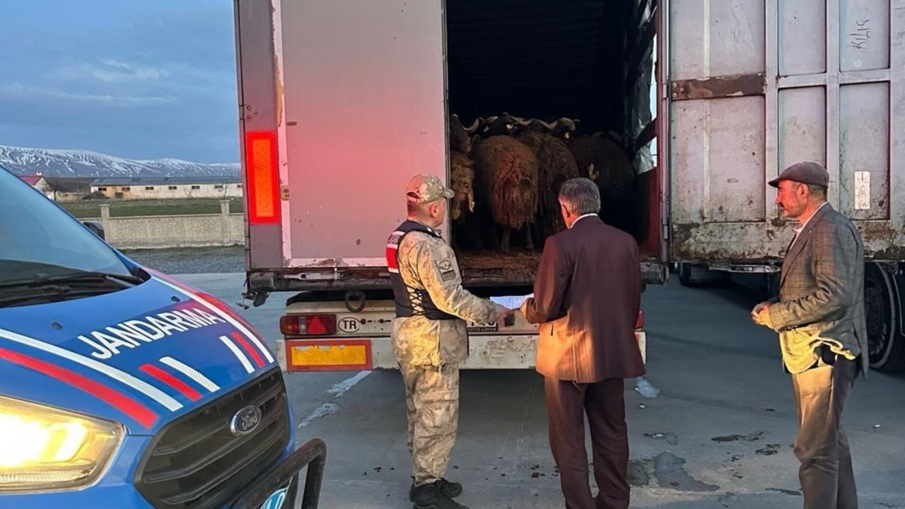 Ağrı’dan çalınan 300 koyun Bitlis'te yakalandı
