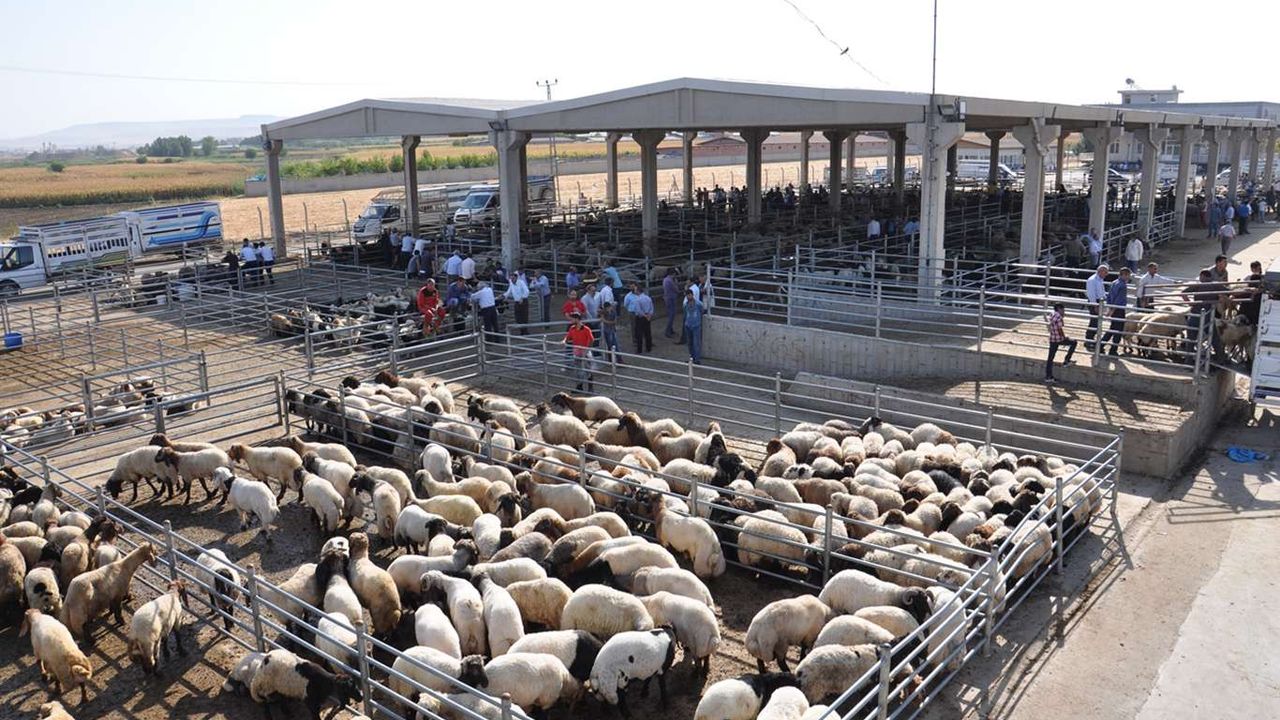 Hayvancılık destekleme listeleri askıya çıkarılıyor