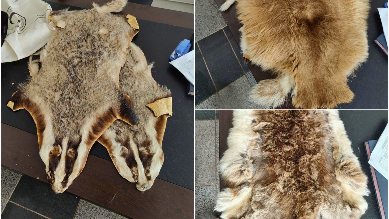 Kilis’te sınır kapısında hayvan postları ele geçirildi