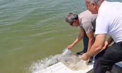 Adıyaman'da milyonlarca yavru balık suya bırakıldı