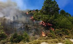 Muğla'da orman yangını