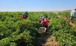 Kendi ektikleri 3 çeşit biberle salça ve pul biber üreterek satışını yapıyorlar