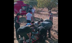 Melengiç toplarken ağaçtan düşen adam ambulans helikopterle kurtarıldı