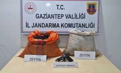 Bahçeden zeytin çalan şahıs yakalandı