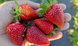 Batman'da yılın son çilek hasadı başladı