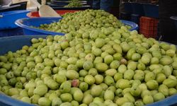 Yeni mahsul zeytin sezonu açıldı