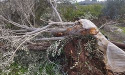 Batı Şeria'da tarıma ağır darbe: Yahudi çeteler 3 binden fazla ağaca zarar verdi