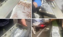 Bursa’da 26 kasa kaçak av balığı yakalandı