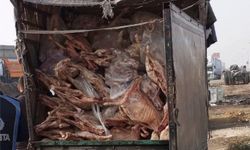 Gaziantep’te 1,9 ton bozulmuş et imha edildi
