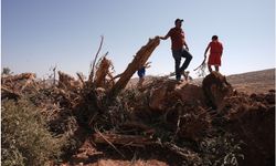 İşgalciler Batı Şeria’da bir haftada 8 binden fazla ağacı söktü