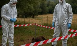 İspanya’da domuz vebası alarmı