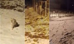 Kar altında aç kalan anne tilki ve yavrusu köye indi