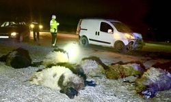 Malatya'da araç koyunların arasına daldı: 12 koyun telef oldu