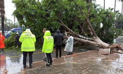 Mersin’de devrilen ağaç 3 aracın üzerine düştü