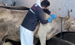 Muğla’da şap hastalığı tespit edilen 11 mahalle karantinaya alındı