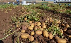 Tarım ÜFE kasımda aylık bazda geriledi