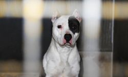 Yargıtay'dan pitbull cinsi köpek için emsal karar