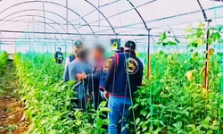 Yerlikaya: 7 yıllık cinayet firarisi sera bahçesinde yakalandı