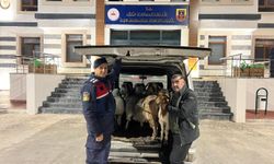 Gaziantep’te sahte parayla hayvan dolandırıcılığı: 3 şüpheli yakalandı