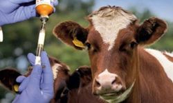 Kütahya’da kapatılan bazı hayvan pazarları açılıyor