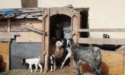 Siyonist askerlerden yeni seviye: Suriye'den keçi çaldılar