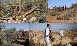 Batı Şeria'da siyonist vahşet insanlarla sınırlı kalmıyor: Hayvanlar çalındı, ağaçlar söküldü