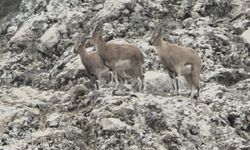 Dağ keçilerinin doğal yaşamı kameralara yansıdı