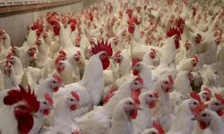 Ticaret Bakanlığı tavuk ihracatını durdurdu