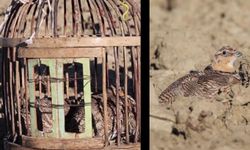 Adana’da bağırtlak kuşlarını yasa dışı avlayan kişiye ceza