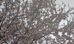 Adıyaman'da baharın müjdecisi çiçekler renk cümbüşüne döndü