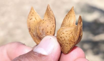 Mardin’de iki kanatlı badem şekli hayret uyandırdı