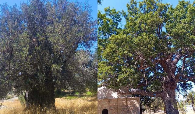 Mersin’de asırlık ağaçların durumu masaya yatırıldı