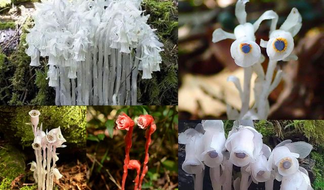 Güneş yok, fotosentez yok: Hayalet Çiçek’lerin sıradışı beslenme yöntemi