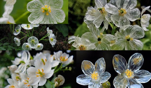 Yağmurla şeffaflaşan çiçek: Japonya’nın gizemli ‘İskelet Çiçeği’