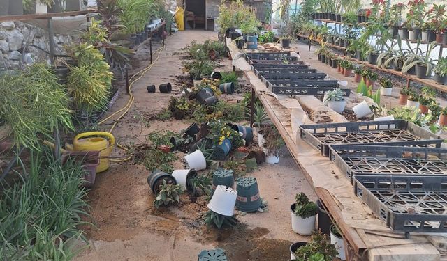 Yahudi çeteler Filistinlilere ait fidanlığı tahrip etti