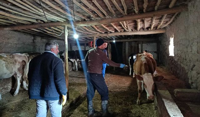 Konya’nın ilçelerinde şap ve brusella aşılamaları sürüyor