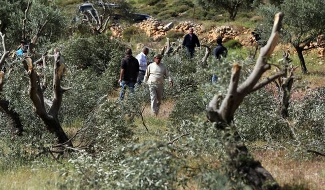 Yahudi çeteler Filistinlilere ait 850 zeytin ve asma ağacını tahrip etti
