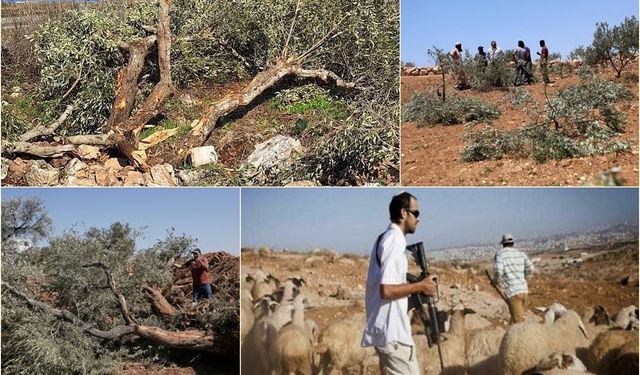 Batı Şeria'da siyonist vahşet insanlarla sınırlı kalmıyor: Hayvanlar çalındı, ağaçlar söküldü