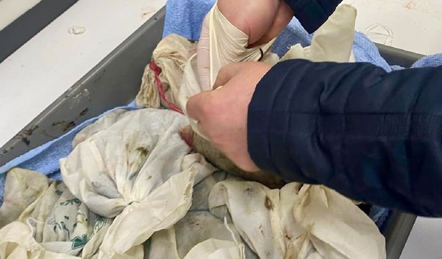 İstanbul Havalimanı’nda 90 bin canlı tıbbi sülük ele geçirildi