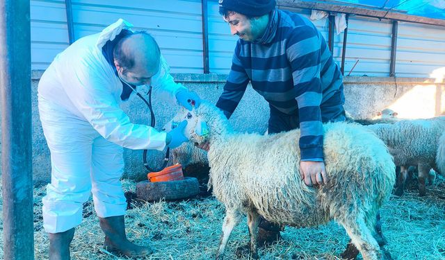 Karadeniz’in ilk hastalıktan ari koyunculuk işletmesi Giresun’da kuruldu