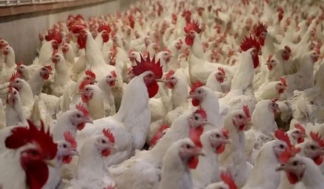 Ticaret Bakanlığı tavuk ihracatını durdurdu