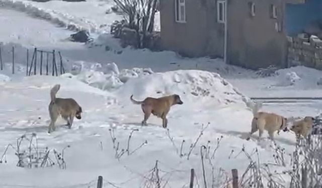 Ağrı’da başıboş köpek sorunu hem can hem mal güvenliğini tehdit ediyor