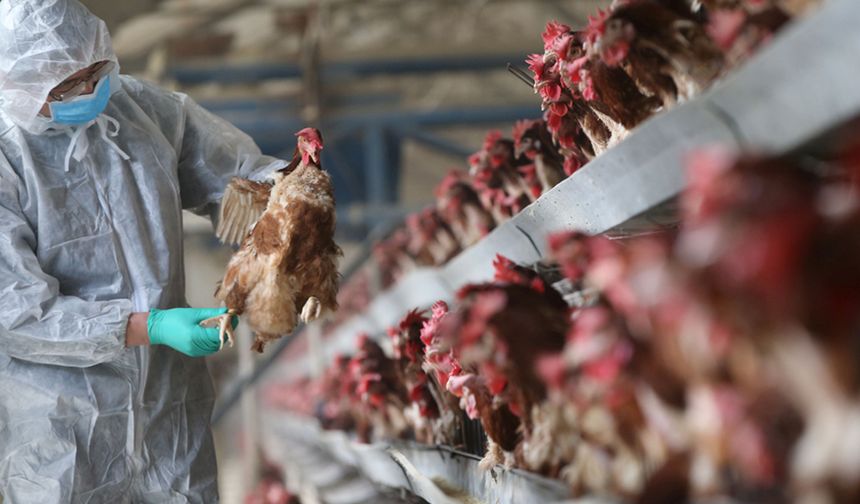 Avrupa'da kuş gribi alarmı