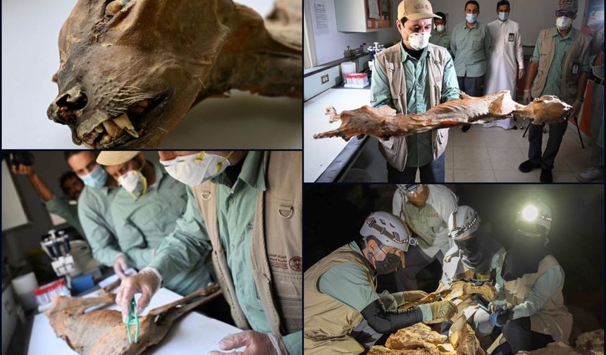 Çöl mağaralarında 1.800 yıllık çita mumyaları