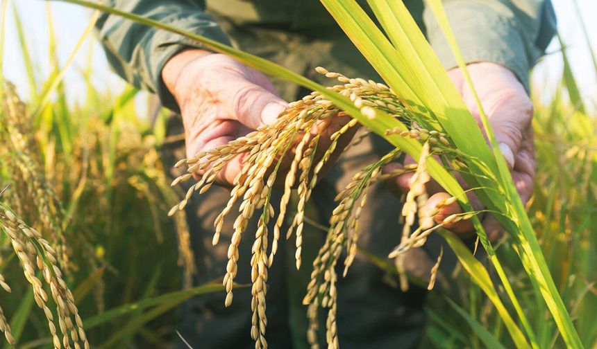 TMO çeltik alım fiyatlarını açıkladı