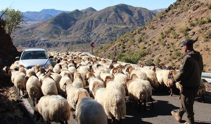 Batman'da bölgesel göçebe hayvancılık çalıştayı düzenlenecek
